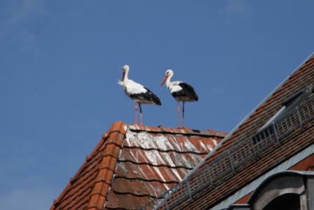 Cicogne - Storks